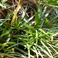 Eriocaulon philippo-coburgii Szyszyl. ex Wawra
